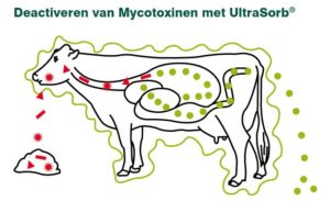 Mycotoxinen deactiveren | VisscherHolland