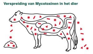 Mycotoxinen verspreiding | VisscherHolland