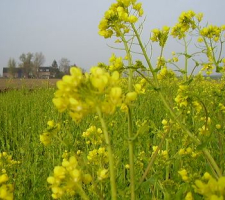 Yellow mustard CAP | VisscherHolland