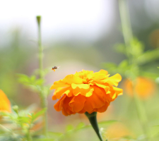 Afrikaantjes Tagetes | VisscherHolland
