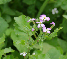 Fodder radish CAP | VisscherHolland