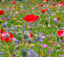 MegaGreen Ackerrand Blumenwiese | VisscherHolland