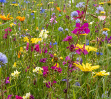 Blumensamenmischung MegaFlower | VisscherHolland