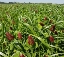 MegaSeeds Tijdelijke Klaver | VisscherHolland