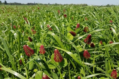 MegaSeeds Tijdelijk Klaver