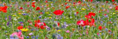 MegaGreen Akkerrand bloemrijk