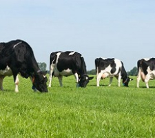 Weidemischung TopDairyMix Melk | VisscherHolland