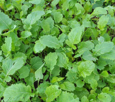 CAP crops | VisscherHolland