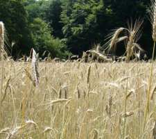 Rogge | VisscherHolland