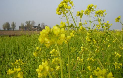 Gele mosterd | VisscherHolland
